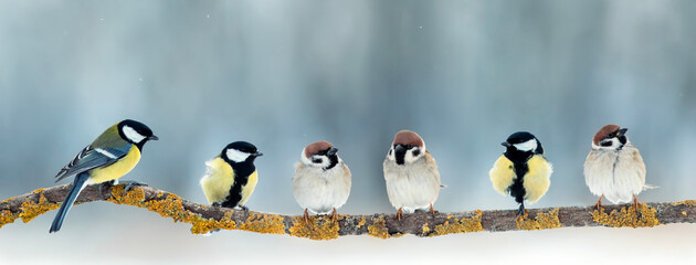 Wall Mural - flock of birds sparrows and tits sitting on a branch in the garden