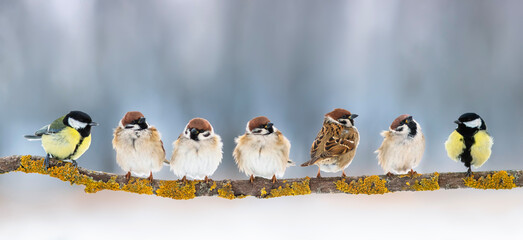 Wall Mural - flock of different small birds, sparrows and tits, sitting on a branch in the garden