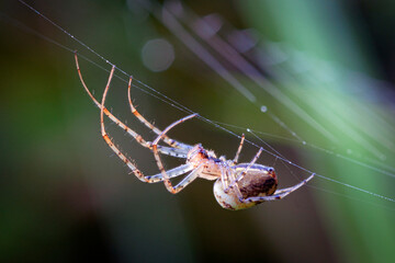 Wall Mural - side view of spider sitting on web close up view