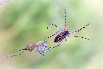 Wall Mural - a garden spider captures prey in a web. macro..
