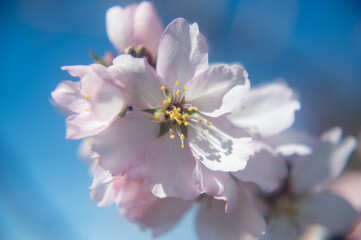 Wall Mural - Closeup of an almond tree flower