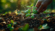 photo of hands planting or thinning out seedlings in the morning lights