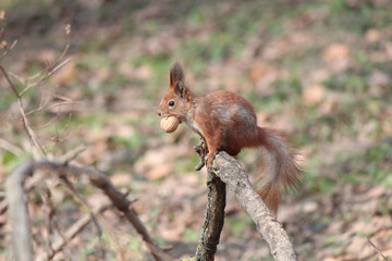 Wall Mural - friendly squirrel agreed to pose on a forest podium