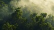 misty awakening: the serene beauty of green canopies at dawn