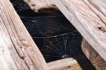 spider web on the web