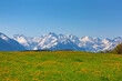 Oberstdorf - Berge - Frühling - Löwenzahn - Blumen - Alpen - Panorama