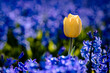 Blue purple hyacinths with stray yellow tulip in bulb field