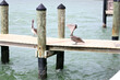 Brown Pelican with his Mouth Open on Dock in the Ocean