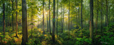 Fototapeta Krajobraz - Ethereal Dawn Light Streaming Through a Lush Forest Canopy