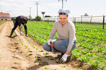 Wall Mural - Woman gardener while planting cabbage seedlings in field at farm