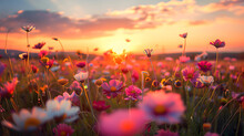 Watering Can Full Of Flowers Free Stock Photo - Public Domain Pictures
