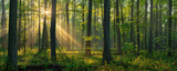 Fototapeta Krajobraz - Majestic Sunrise Peeking Through the Vibrant Green Foliage of a Quiet Forest