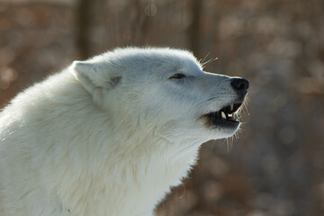 Canvas Print - male Arctic wolf (Canis lupus arctos) is ready to growl