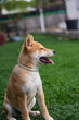 © fransuarez - cachorro de raza shiba inu contento