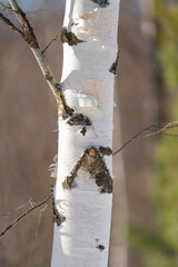 Wall Mural - spring forest, birch grove without leaves in april against a blue sky