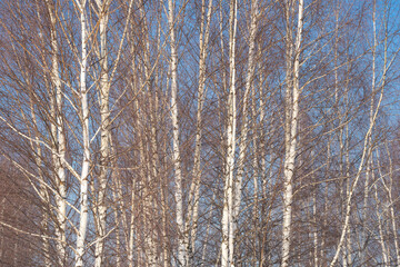 Wall Mural - spring forest, birch grove without leaves in april against a blue sky