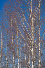 Wall Mural - spring forest, birch grove without leaves in april against a blue sky