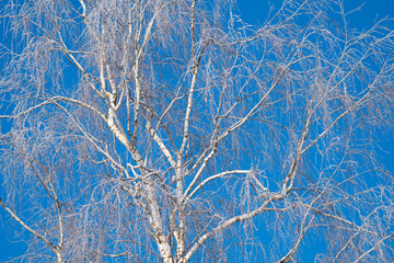 Wall Mural - spring forest, birch grove without leaves in april against a blue sky