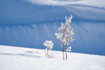 Wall Mural - winter sunny day, stems and branches of plants in a brilliant frosty frost, defocus light