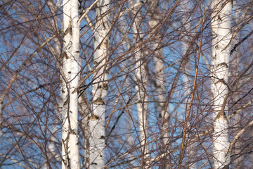 Wall Mural - spring forest, birch grove without leaves in april against a blue sky