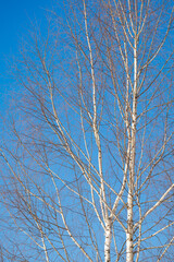 Wall Mural - spring forest, birch grove without leaves in april against a blue sky