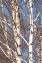 Wall Mural - spring forest, birch grove without leaves in april against a blue sky