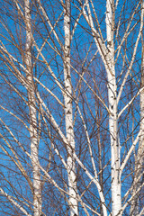 Wall Mural - spring forest, birch grove without leaves in april against a blue sky
