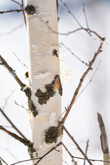 Wall Mural - spring forest, birch grove without leaves in april against a blue sky