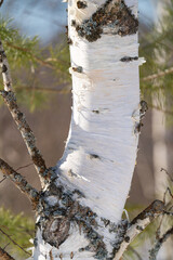 Wall Mural - spring forest, birch grove without leaves in april against a blue sky