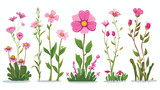 Fototapeta Kwiaty - Pink flower blooming set of garden cartoon plant iso