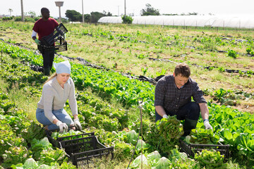 Sticker - Men and woman gardeners picking harvest of cabbage in sunny garden