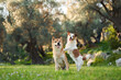 Two joyful dogs a Shiba Inu and a Jack Russell Terrier share a playful moment in a verdant grove,
