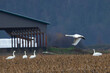 Trumpeter Swans in agricultural region of British Columbia, Canada
