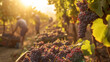 In the soft glow of sunset, a close-up reveals a bountiful grape harvest underway in the vineyard, with workers laboring in the background amidst the rows, illuminated by the warm golden light.