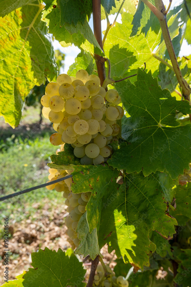 Harvest time in Cognac white wine region, Charente, vineyards with rows ...