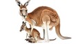 Red kangaroo carrying a cute Joey, isolated on clean white