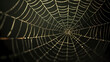 © Derby - Close-up of spider web