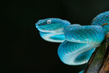 Fototapeta Zwierzęta - Male blue pit viper snake, trimeresurus insularis, posing on defensive posture, with dark background