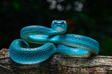 Wall Mural - Male blue pit viper snake, trimeresurus insularis, posing on defensive posture, with dark background