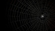 © Derby - Bright spider web on dark black background