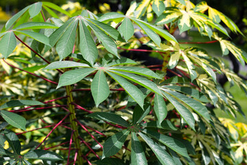 Canvas Print - Cassava plant (Manihot esculenta). Green and yellow leaves