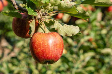 jonagold Apples ripening on the branch between green leaves