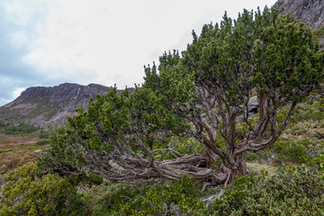 Wall Mural - Dwarf Pines - Walls of Jerusalem National Park, Central Highlands, Tasmania, Australia