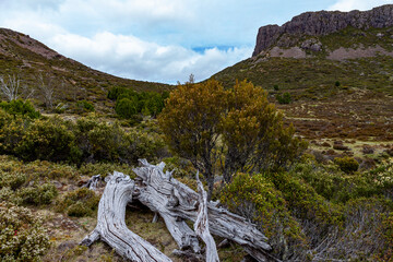 Wall Mural - Walls of Jerusalem National Park, Central Highlands, Tasmania, Australia