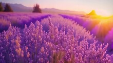 Cinematic Lavender Flowers Footage 4k