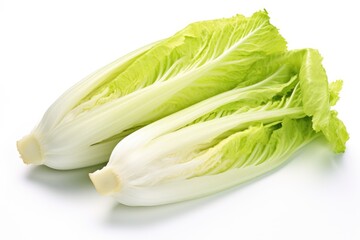 Endive, vegetable , white background.