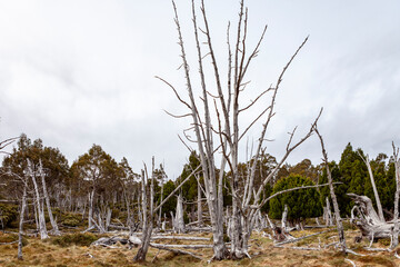 Canvas Print - Walls of Jerusalem National Park, Central Highlands, Tasmania, Australia