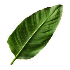 Wall Mural - Fresh whole banana leaf isolated on white transparent background