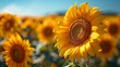 Beautiful sunflower on sunny day, Field of blooming sunflowers background