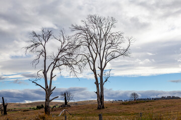 Poster - Decaying  Bare Tree Trunks, Tasmania, Australia